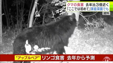 クマ】「まさかここまで来るとは」家庭菜園にもクマが… 相次ぐ『クマの