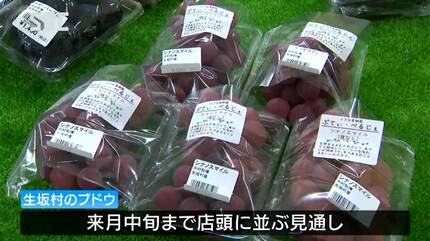 猛暑で甘さアップ「ぶどう部屋」も登場 特産のブドウ続々入荷中（長野