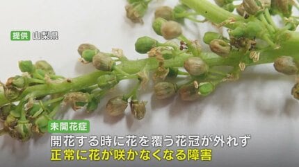 シャインマスカットに異変 花が咲かない原因不明の「未開花症」 国など