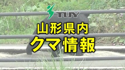 山採り　ハウチワカエデ 特大　4トン車入れない場所は不可 クマスプレーを噴射→クマ逃走 山菜採りのため山に入った39歳男性が