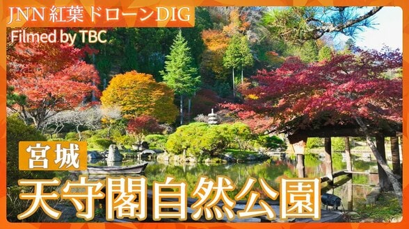 紅葉スケッチ～天守閣自然公園～【JNN 紅葉ドローンDIG 2025】|TBS NEWS DIG
