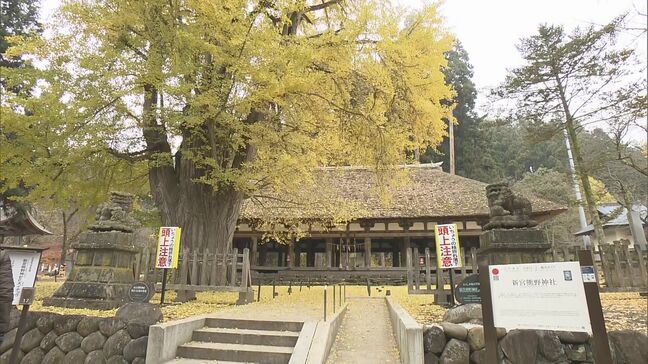 「じゅうたんになってとてもきれい」長床の大イチョウ　見頃でにぎわう　今年クマ影響でライトアップ休止　福島・喜多方市|TBS NEWS DIG