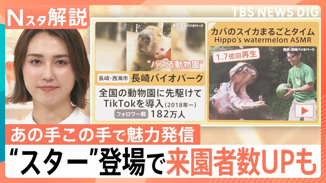 カバのASMRに泥沼のペンギン相関図!?“バズる”動物園・水族館の舞台裏 あの“スター動物”の今は?【Nスタ解説】|TBS NEWS DIG