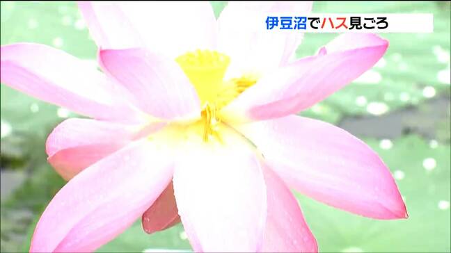 「ここまで回復したのが逆に驚き」大雨被害のハスが見ごろ 遊覧船から“極楽気分”の眺め　宮城|TBS NEWS DIG