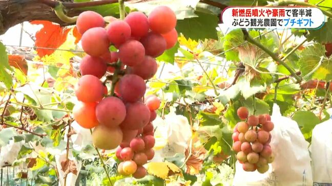 ぶどう観光農園ピンチ　新燃岳や集中豪雨の風評被害で来園者が半分に　鹿児島・霧島市|TBS NEWS DIG