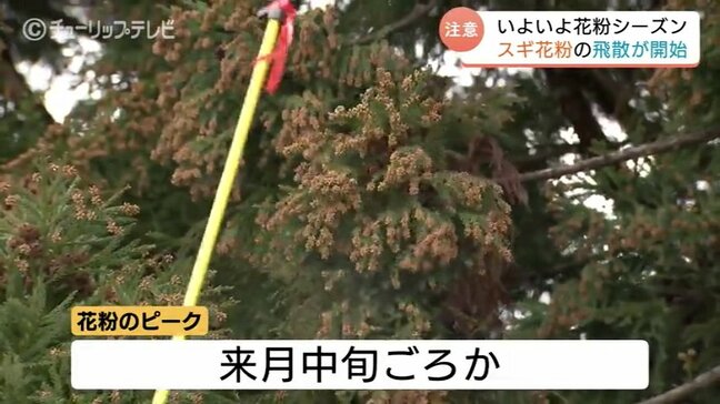 木々から漂う白いもや…ついに富山県内でスギ花粉が飛散　季節外れの暖かさで例年より1日早く1.4倍の量　|TBS NEWS DIG