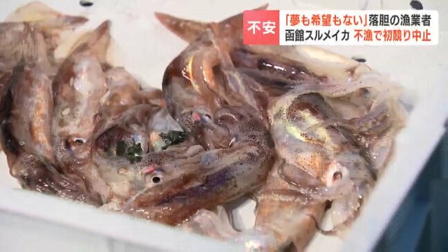 「夢も希望もない」函館のスルメイカ初競り中止　解禁初日の記録的不漁で漁業者は出漁見送りへ　函館朝市はヤリイカで急場しのぎ　北海道函館市|TBS NEWS DIG