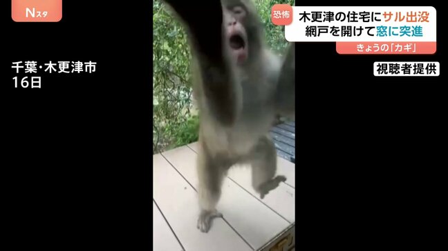 サルが住宅の窓に突進「急に狂暴に」網戸に手をかけ器用にスライド！家庭菜園のトマトを食べる様子も　千葉・木更津市の住宅にサルが出没|TBS NEWS DIG