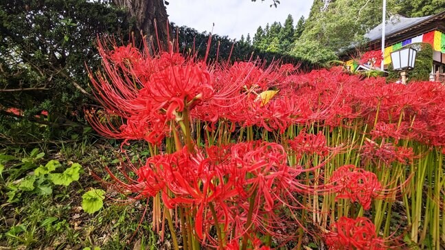 岩手・北上市の如意輪寺境内でおよそ2万本のヒガンバナが赤い可憐な花咲かせる |TBS NEWS DIG