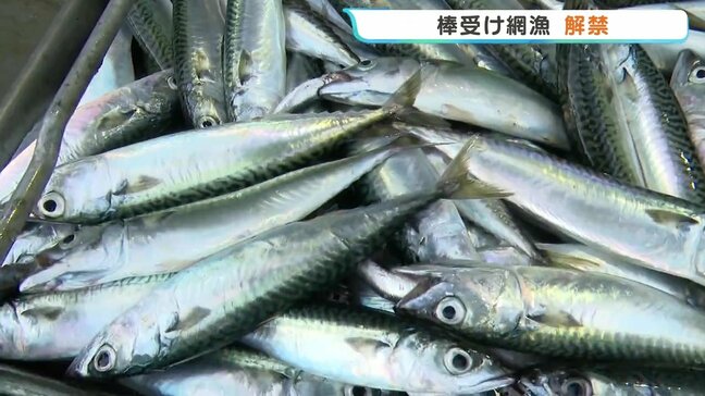 初夏の漁港に活気 「棒受け網漁」が本格始動!マイワシやサバなど70トン水揚げ 熊本・天草|TBS NEWS DIG