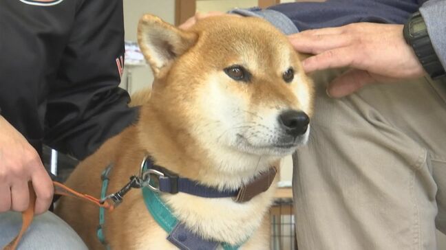 迷子になった柴犬「おうすけ君」を出雲大社の「鏡の池」で発見 水深は腰の高さ…新聞配達の男性はとっさに池に飛び込んだ! 行方不明になって5日目に起きた奇跡|TBS NEWS DIG