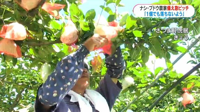 県本土も備え さつま町のナシ・ブドウ農家 枝の固定やビニールハウス外す|TBS NEWS DIG