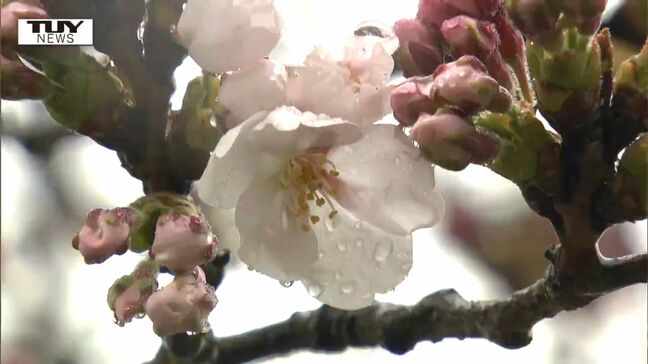 山形市が桜の開花を発表 去年より8日早い開花に|TBS NEWS DIG
