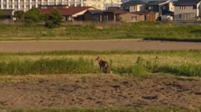 なぜ?住宅街に「キツネ」出没…過去にはドッグランに現れたことも 背景に「毛皮ブーム」の終焉か 可愛いけれど“感染症の運び屋”…「SFTS」「エキノコックス」リスク・対策は?|TBS NEWS DIG