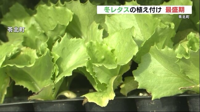 今は4cmの「冬レタス」11月以降の収穫に向けて植え付け最盛期　熊本県苓北町の特産品|TBS NEWS DIG