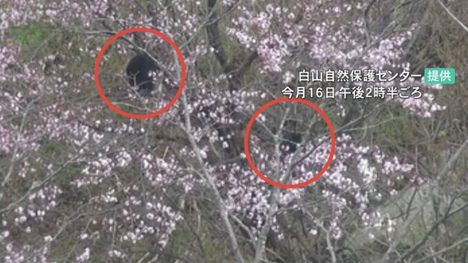 クマによる人身被害増えるおそれ 石川県が「出没警戒準備情報」を発表　|　石川県のニュース｜MRO北陸放送