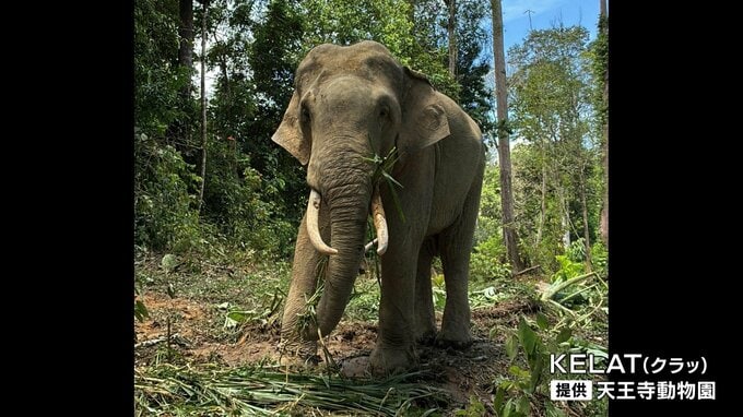 8年あまりの「ゾウ不在」解消　天王寺動物園に新たに3頭のマレーシアゾウ　検疫期間を経てお披露目へ　|　MBSニュース | 関西の最新ニュースを分かりやすく。