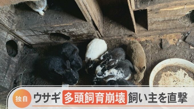 「一畳ほどの中で約20匹ひしめき合っていた」ウサギ多頭飼育崩壊…飼い主の言い分は|TBS NEWS DIG