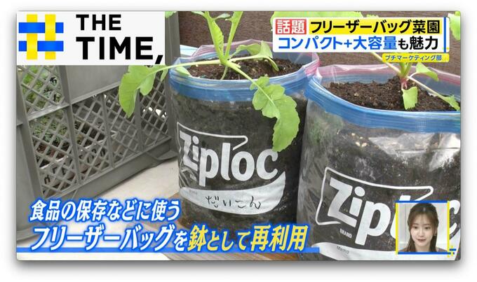 「フリーザーバッグ菜園」で大根やネギも育つ！？発案者直伝のコツとポイントとは？【THE TIME,】 |TBS NEWS DIG