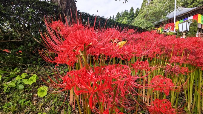 岩手・北上市の如意輪寺境内でおよそ2万本のヒガンバナが赤い可憐な花咲かせる　|TBS NEWS DIG