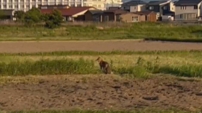 なぜ？住宅街に「キツネ」出没…過去にはドッグランに現れたことも　背景に「毛皮ブーム」の終焉か　可愛いけれど“感染症の運び屋”…「SFTS」「エキノコックス」リスク・対策は？|TBS NEWS DIG