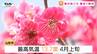 「こんな香るんだな」そよ風になびく梅の花　県内の多くの場所で梅が見ごろ（山形）　　|　山形のニュース│TUYテレビユー山形