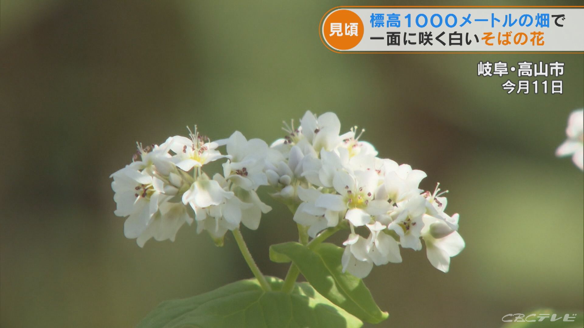 そばの白い花が見頃に 標高1000メートルの畑一面に咲き揃う 岐阜 高山市 東海地方のニュース Cbc News Cbc Web
