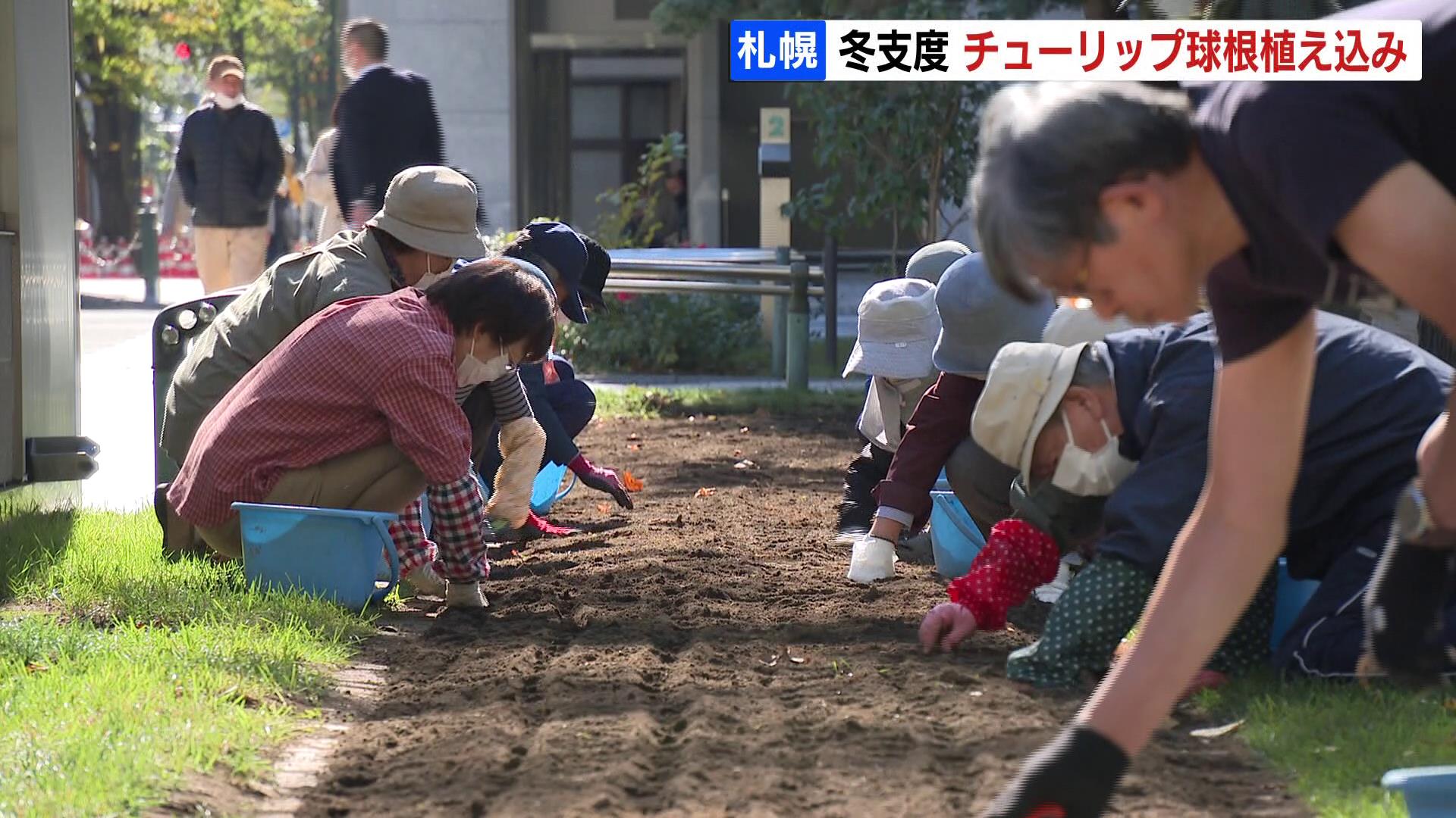 札幌市の大通公園で 冬支度 来春に向けて 約4900個のチューリップの球根植え込み Tbs News Dig