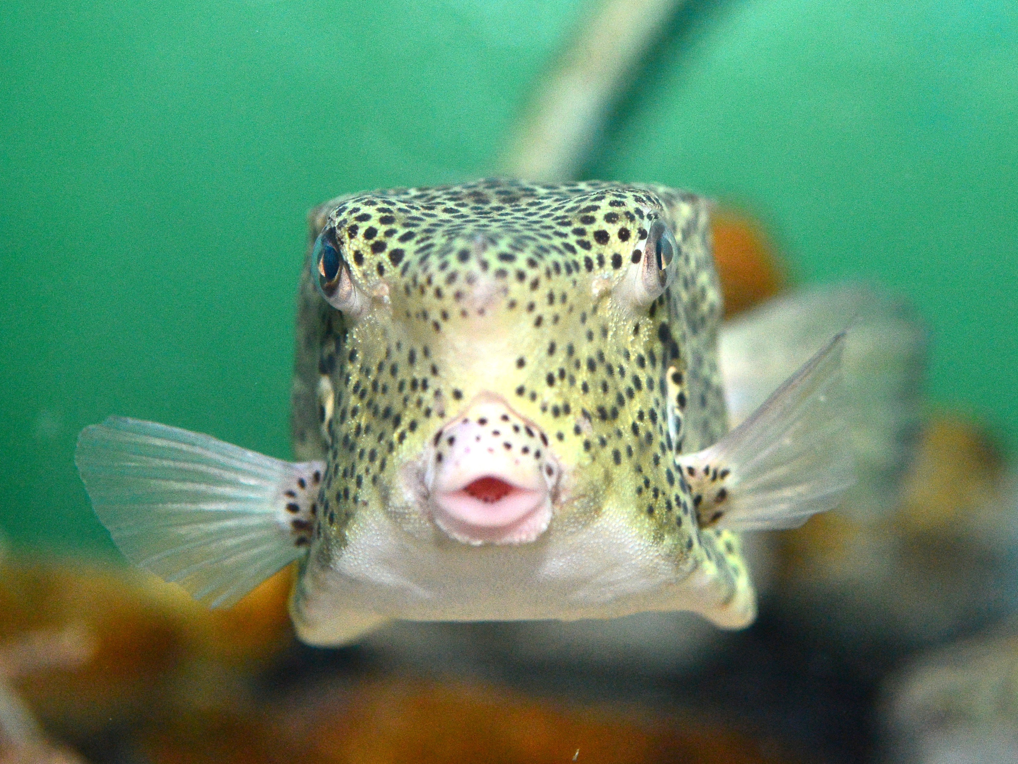 天狗の鼻そっくり！水槽を泳ぐ幻の珍魚「テングハコフグ」魚津水族館で