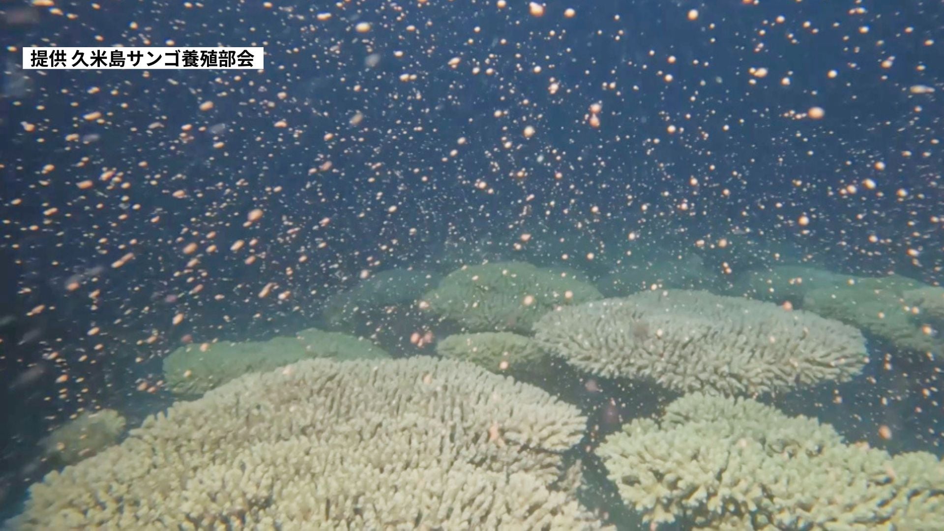 夏の夜の神秘 久米島のサンゴ養殖場でウスエダミドリイシの産卵 | 沖縄