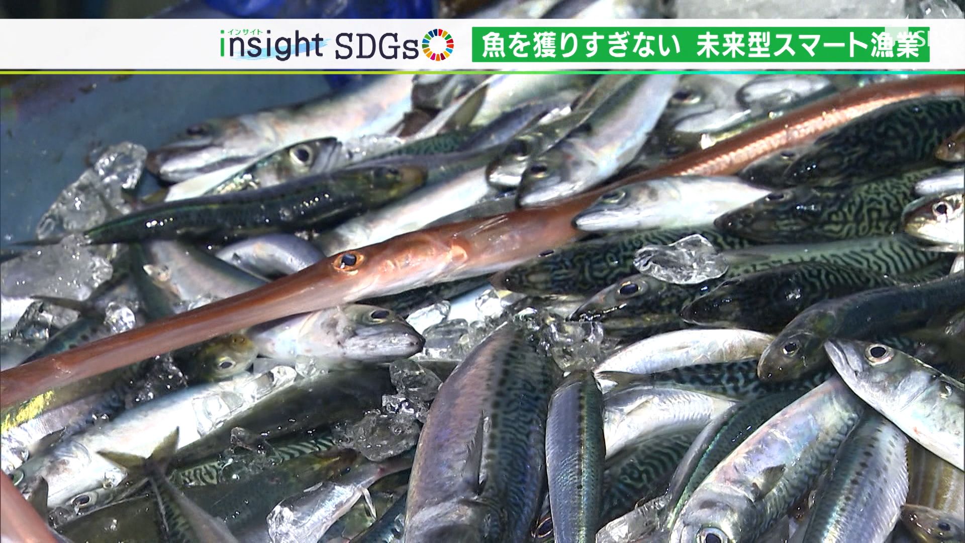 「自然にやさしく全てを獲りきらない」伝統の定置網漁×最新技術の“未来型スマート漁業”【SDGs】 | TBS NEWS DIG