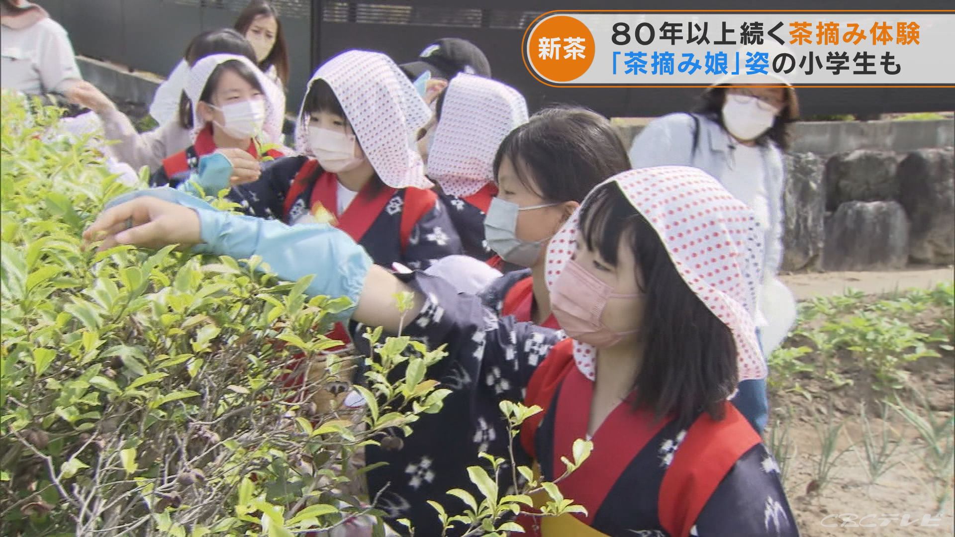 小学生が“茶摘み”を体験　80年以上続く伝統行事　岐阜・各務原市