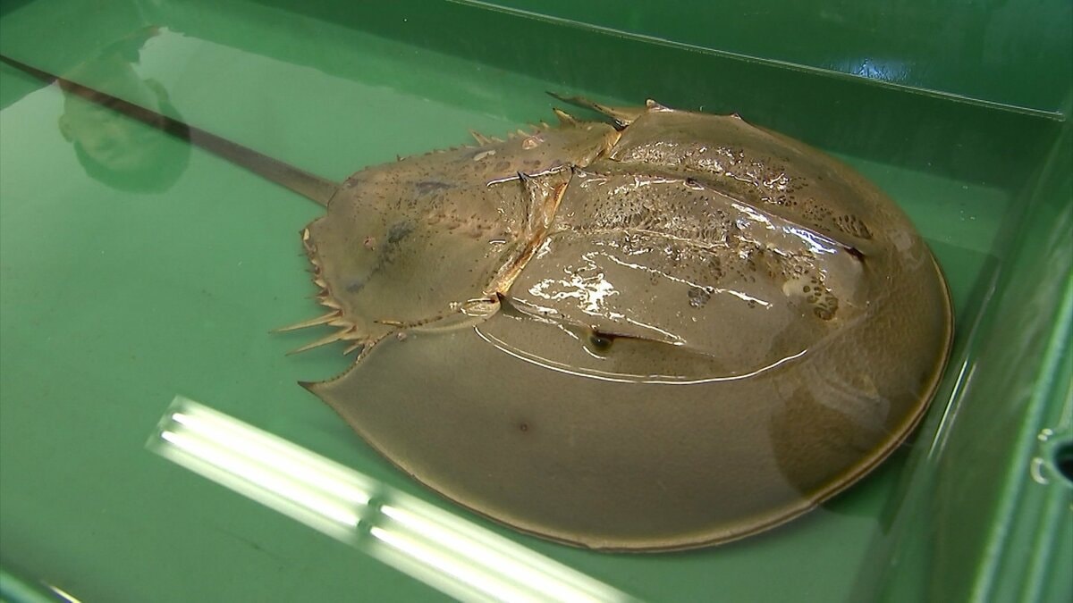 生きた化石「カブトガニ」が香川県で漁師の網に さっそく高校で教材に