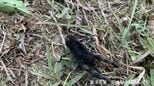 【黒いバッタ】病気？新種？こんな色のバッタがいるの？|TBS NEWS DIG