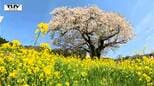 菜の花と大きな一本桜の共演！ 推定樹齢400年「貫津の種まき桜」が見ごろ（山形・天童市）|TBS NEWS DIG
