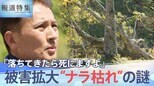 「あんなの落ちてきたら死にますよ」 突然の倒木で人命が奪われることも… 首都圏で急増中の“ナラ枯れ” 対策は?(2023年7月29日放送)【報道特集】|TBS NEWS DIG