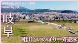 春風に、桜とこいのぼりの競演 岐阜・相川水辺公園【JNN sakuraドローンDIG 2023】 | 名古屋・愛知・岐阜・三重のニュース【CBC news】 | CBC web