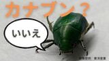 プランターの土の中から「カブトムシの幼虫にそっくりな生物」根の食害を防ぐには?「成虫はカナブンそっくり」|TBS NEWS DIG