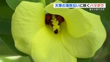 天草市で約1万本の『ハマボウ 』咲き誇る 例年より少し早い開花 熊本 | 熊本のニュース|RKK NEWS|RKK熊本放送