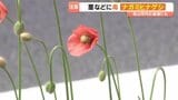 国道沿いの道端にケシ科の植物「ナガミヒナゲシ」 違法でないものの触るとかぶれる恐れも「ちょっと怖いなと思います」 愛媛・松山市|TBS NEWS DIG