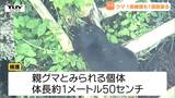 【動画】米沢市の住宅街出没の2頭のクマ 親グマをワナで捕獲も子グマは未だ捕獲されず 近藤米沢市長が現場で緊急銃猟を許可(山形)|TBS NEWS DIG