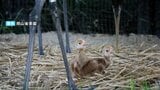 誕生したタンチョウのヒナ2羽の名前を募集!9月15日まで【岡山後楽園】 | 岡山・香川のニュース | 天気 | RSK山陽放送