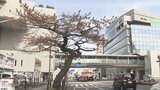 閑院宮載仁親王が植樹の松の木 マツクイムシによる被害で伐採へ 大分 | 大分のニュース|OBS NEWS|大分放送