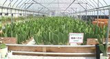 国連の機関も認めたスーパーフード!食用の「ウチワサボテン」のブランド「SABOVEG(サボベジ)」説明会…長野・飯田市の農業用ハウスで約900株栽培「シャキシャキとした食感とオクラに似た粘り気が特徴…」 | SBC NEWS | 長野のニュース | SBC信越放送