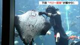 下田海中水族館 黒船祭を前に ペリー提督姿のダイバーが餌やりショー(静岡県) | 静岡のニュース | SBSNEWS | 静岡放送