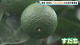 徳島特産「ハウスすだち」出荷が最盛期　さわやかな甘酸っぱい香りが漂う中で丁寧に摘み取り　品質“非常に良好”　徳島・阿南市　|　MBSニュース | 関西の最新ニュースを分かりやすく。