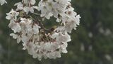 松江で桜満開　平年より２日早く　|　BSSニュース | BSS山陰放送