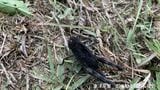 【黒いバッタ】病気？新種？こんな色のバッタがいるの？|TBS NEWS DIG