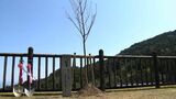 「お~いお茶」売り上げで桜植樹「元気に大きくなって」伊藤園が桜プロジェクト 鹿児島 | 鹿児島のニュース|MBC NEWS|南日本放送