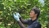 旬入り!特産の「ハウスかぼす」収穫始まる “果汁たっぷり夏バテ予防効果” 大分・竹田市 | 大分のニュース|OBS NEWS|大分放送